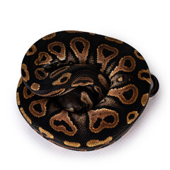 Top view curled up baby female Ballpython aka Python regius, isolated on white background.