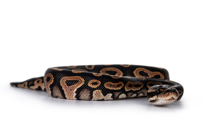 Baby female Ballpython aka Python regius moving towards lens, isolated on white background.