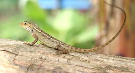 Side View of Changeable Lizard (Calotes Versicolor) on The Tree