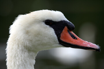 Fototapeta premium Mute swan (Cygnus olor) Cygne tuberculé