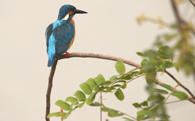 Side View of Common Kingfisher on The Tree