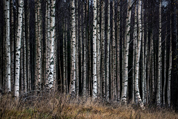 Fototapeta premium forest in the woods, sweden