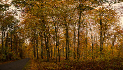 Obraz premium Puszcza Goleniowska, Gollnower Heide 