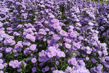 Purple margaret flowers blooming on the mountain in the morning