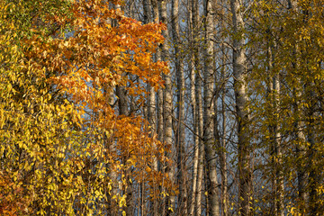 autumn leaves on a tree, sweden