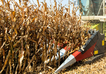 Combine harvester working in a corn field