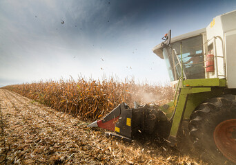Combine harvester working in a corn field