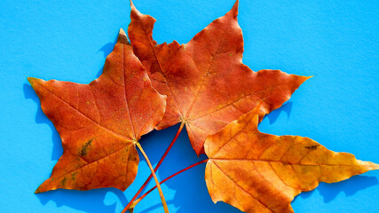   three red maple leaves lie on a blue background                                                            