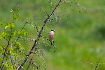 Red-backed Shrike bird on different mountains