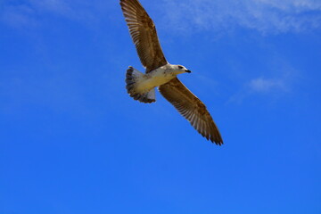 a Seagull in flight with a wingspan against the sky