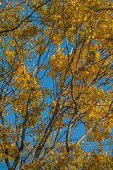 Fototapeta premium autumn trees on a sunny day