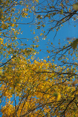 autumn trees on a sunny day