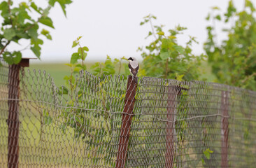 Lesser Gray Shrike bird on the garden wire at noon
(  Lanius minor )