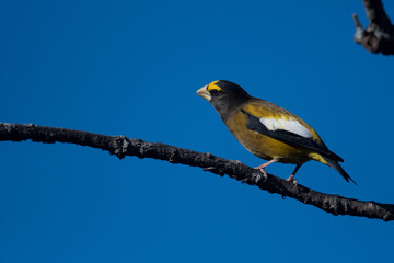 Evening Grosbeak male on branch