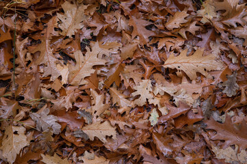Fall.. Autums. Fall colors. Forest Echten Drenthe Netherlands. Oak leaves.