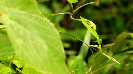Side View of Relaxed Japanese Tree Frog