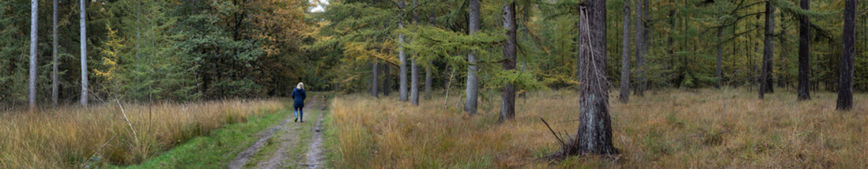 Walking the dog. Fall.. Autums. Fall colors. Forest Echten Drenthe Netherlands. Larch tree. Panorama.