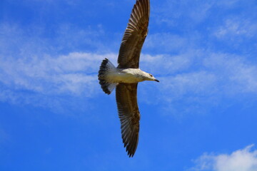 a Seagull in flight with a wingspan against the sky