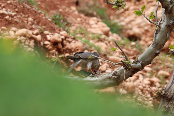 Fototapeta premium Eurasian Sparrowhawk diurnal bird of prey hunting small dove on forest tree ( Accipiter nisus ) 