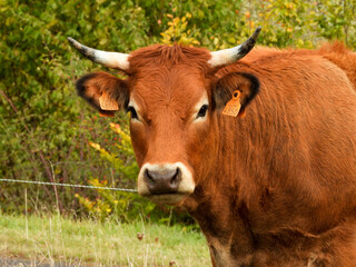 limousin cow with white muzzle, black nose and horns on a pasture