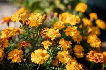 Vivid yellow tagetes flower in blossom in garden