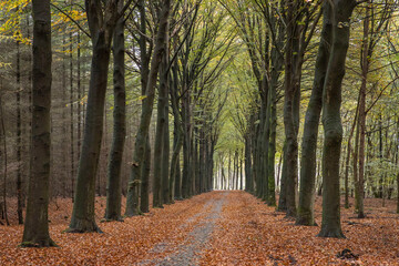 Beech lane. Fall.. Autums. Fall colors. Forest Echten Drenthe Netherlands.