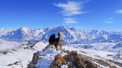 Fototapeta na wymiar dog on the snow