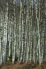 Birkenwald im Winter