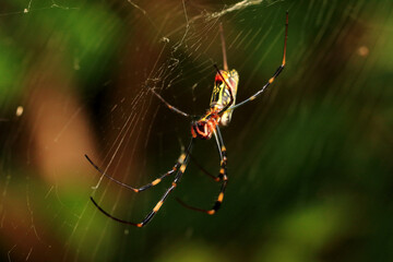 Side View of The Spider (Nephila Clavata)