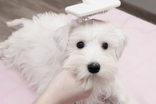 A shaggy white puppy slicker brush. First puppy grooming. High quality photo