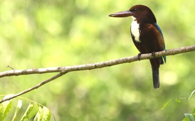 Side View of White-Throated Kingfisher on The Tree