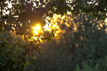 Picturesque sunset against the backdrop of a summer green orchard