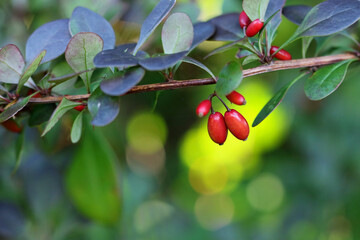 grüne Berberitze Berberis thunbergii mit roten Beeren