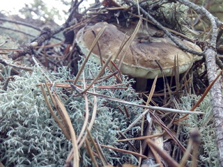 mushrooms in the forest