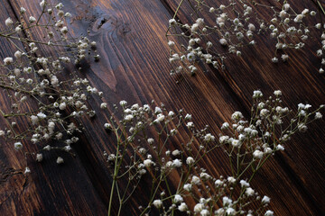 Gypsophila on a dark wooden background