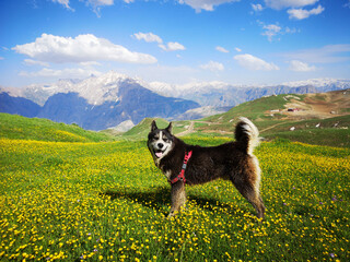 dog in the meadow
