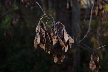 nasiona strąki akacji jesienne symbole przyroda w październiku