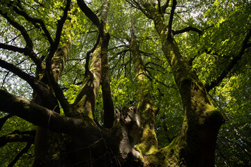 Fototapeta premium large branches with very green beech leaves climb up