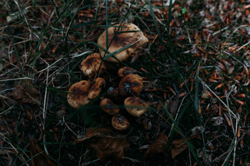 small mushrooms come out of the ground among green herbs