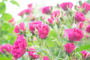 Obraz na płótnie Canvas pink roses in the garden