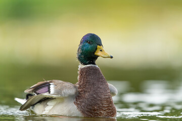 Wild Duck  