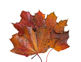 Colorful maple leaves on the ground