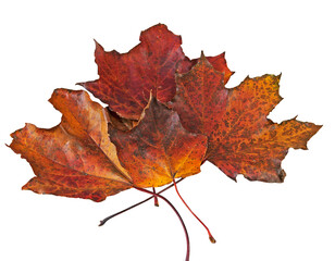 Colorful dried maple leaves on a white background