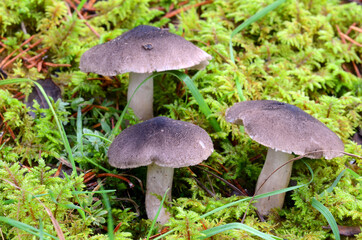 Tricholoma terreum, una seta silvestre comestible muy apreciado por su sabor