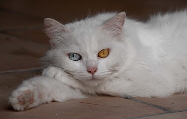 Fototapeta na wymiar Gato con color de ojos diferentes!