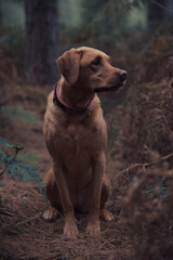 Outdoor portrait of a working fox red Labrador retriever dog during a hunt or countryside shoot