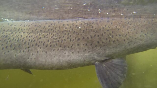 Close up of the body of a large Taimen Trout underwater in a river in Mongolia