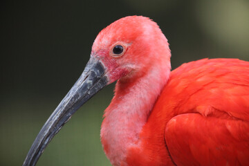 Ibis rouge (Eudocimus ruber)