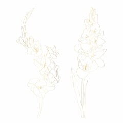 Lline-art image of a golden flower gladiolus set. Flower bud and leaf isolated on white background. Floral elements in contour style with gladioli for summer design and card template.