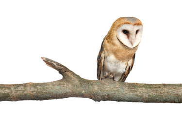 Beautiful common barn owl on twig against white background